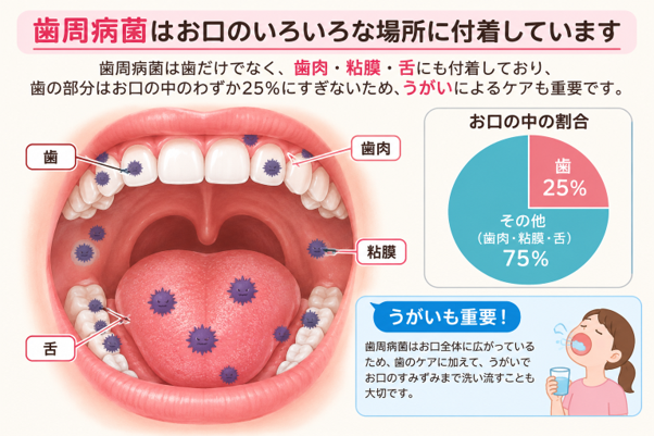 歯周病菌は「歯」だけじゃない！お口の中のわずか25％の事実