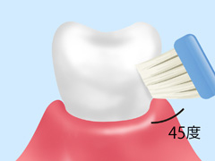 ブラッシング指導（スクラビング法・バズ法）